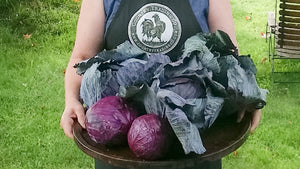 sauerkraut making